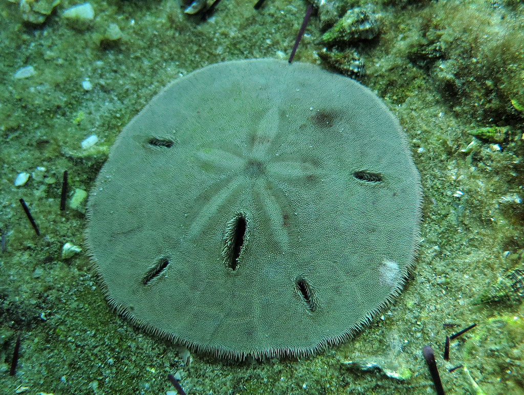 Live sand dollar, Navarre Beach, Florida At the Navarre Be… Flickr