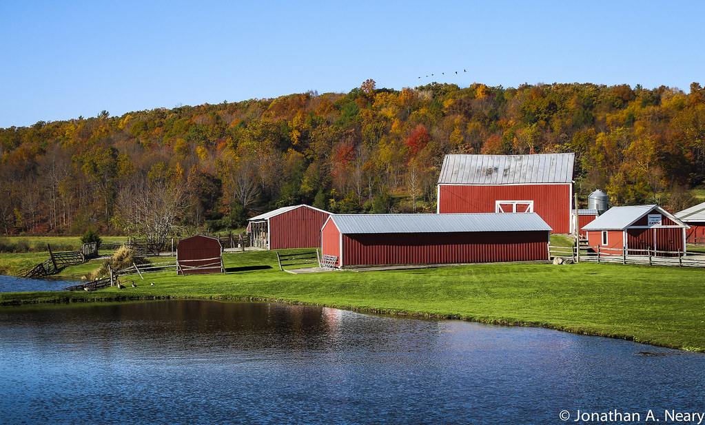 Geese Over a Millbrook Farm Farm in Millbrook, NY. Flickr