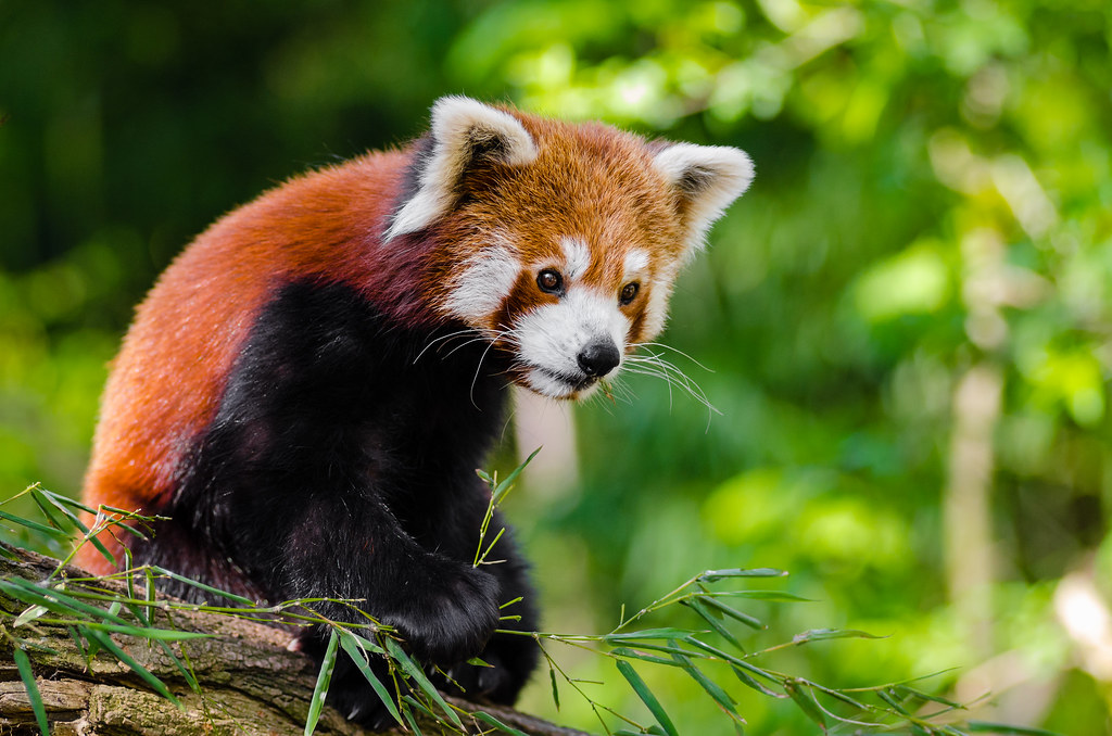 Red Panda Bamboo Dinner Red pandas love their bamboo. It's… Flickr