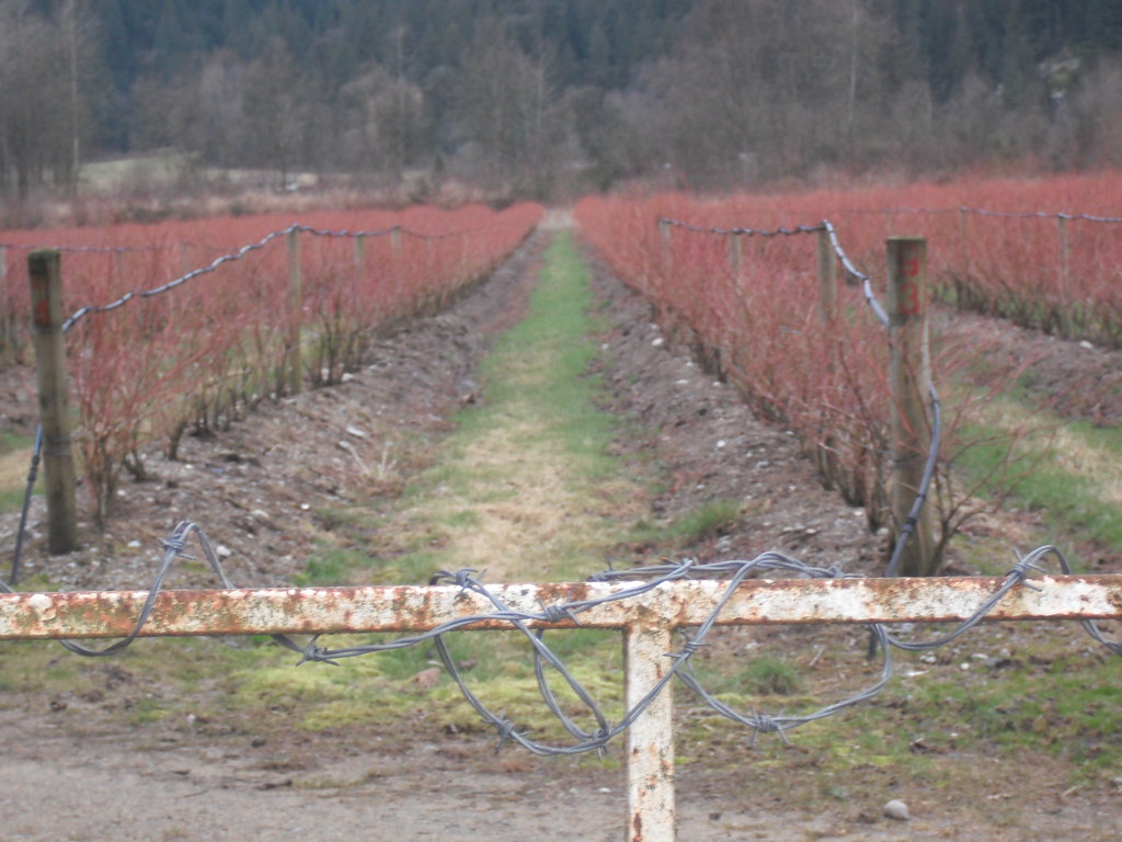Hatzic Prairie 148 Blueberry Field yummybaking Flickr