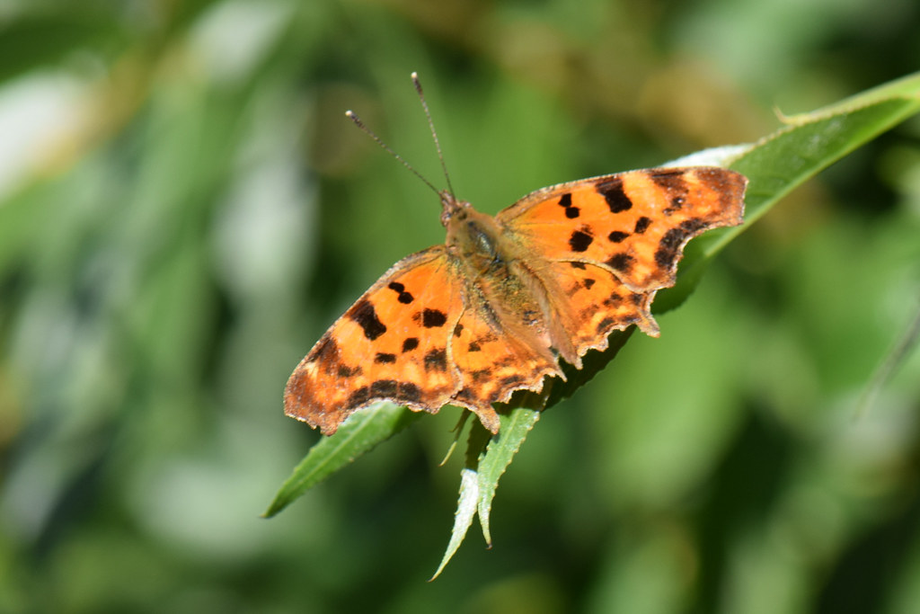 Orange butterfly with black spots Bad Windsheim, Germany, … Flickr