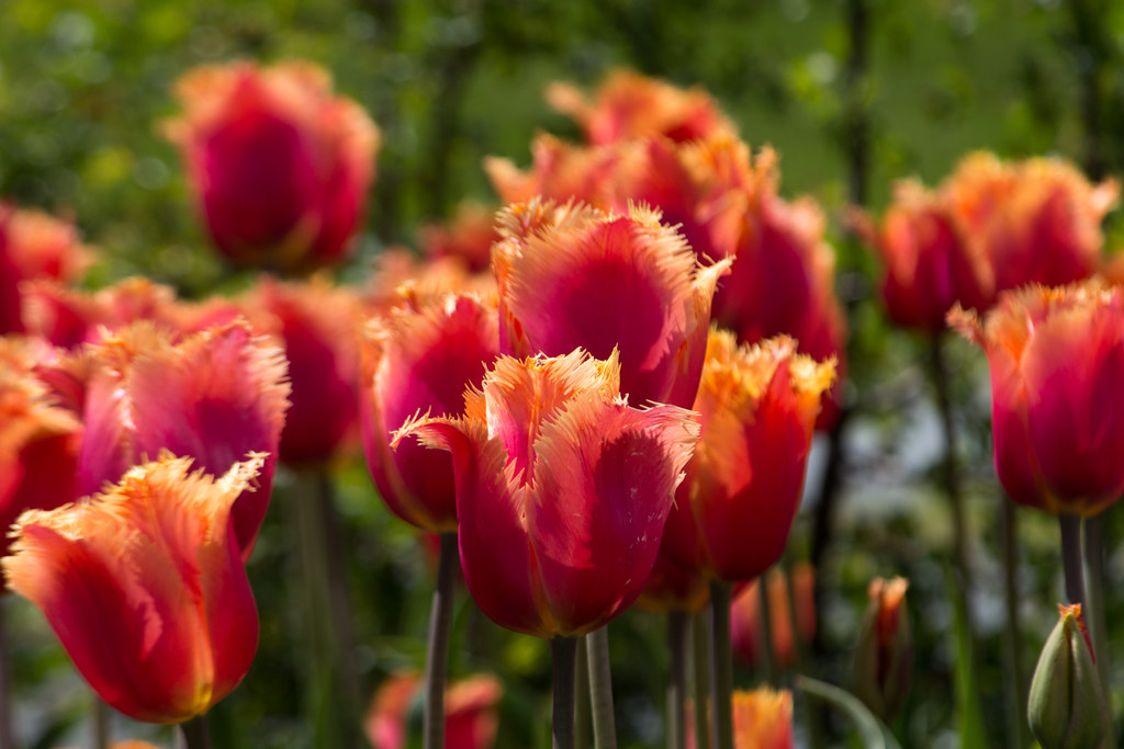 tulips in Dublin (1) National Botanic Gardens of Ireland D… Flickr