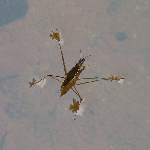 Water Strider Dendroica cerulea Flickr