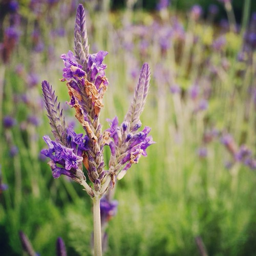 Bloom Lavenders In Taichung Beautiful blooming lavenders a… Flickr
