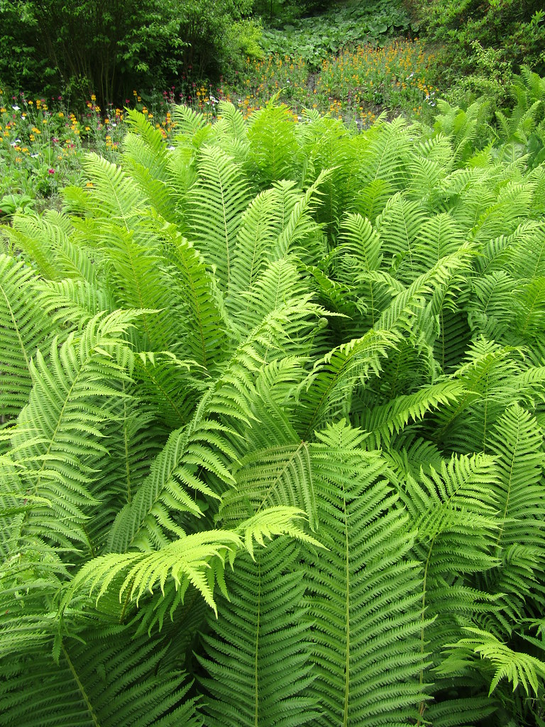 Matteuccia struthiopteris | Sir Harold Hillier Gardens near … | Flickr