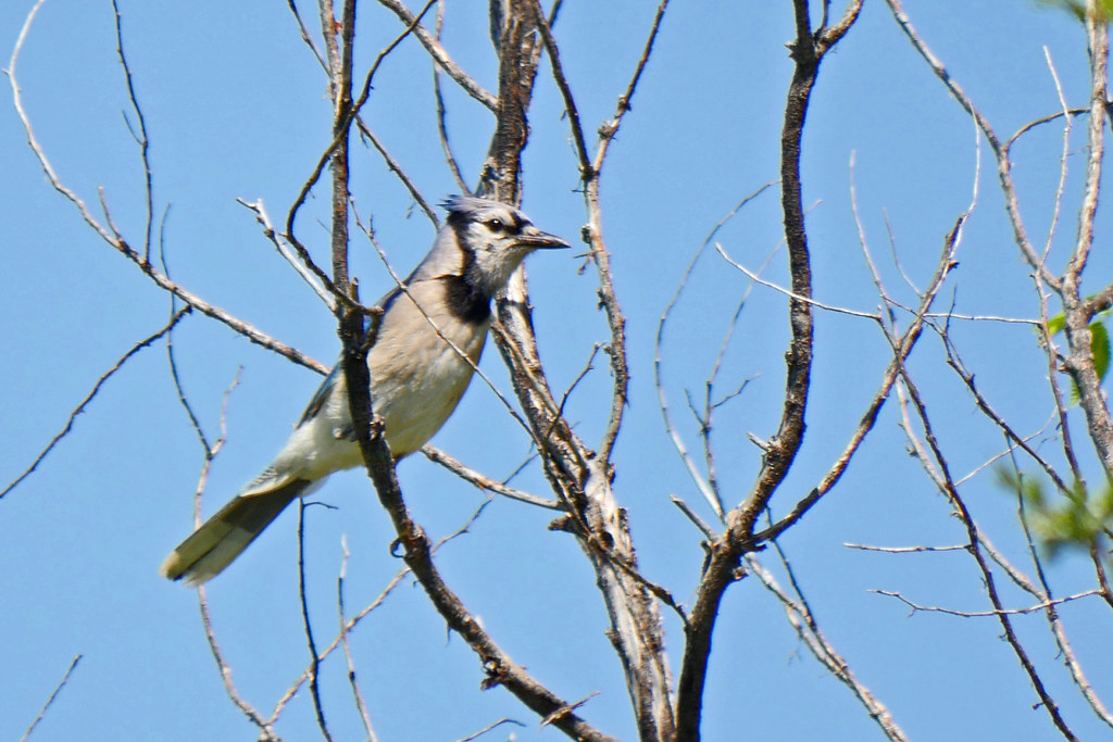 Blue_Jay_P2130530_edited1 McNenny State Fish Hatchery, La… Flickr