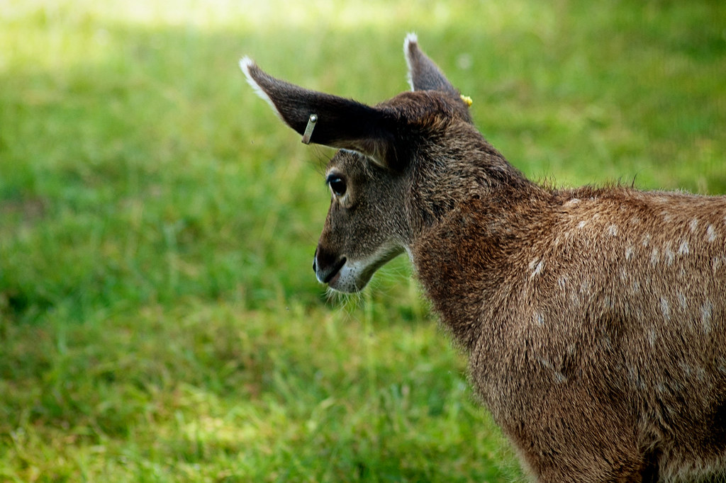 Scottish Deer Centre White Lipped Deer Fawn louise.helen Flickr