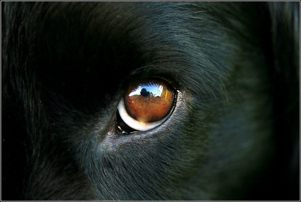 Photographer's reflections Reflection in the dog's eye Flickr