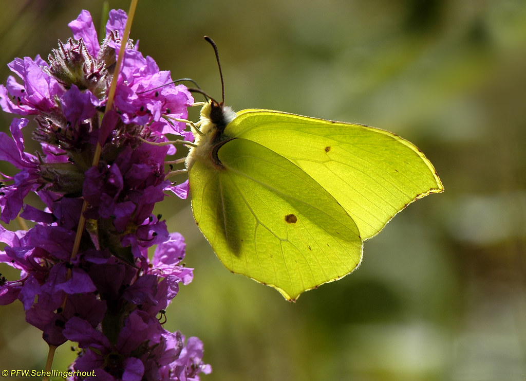 Lemon butterfly. PFW Schellingerhout Flickr