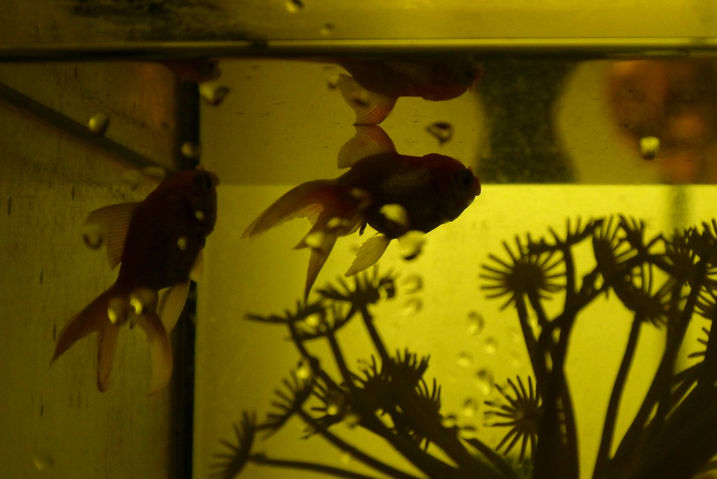 We're two lost souls... swimming in a fish bowl, year afte… Flickr