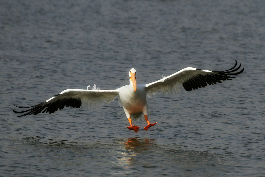 Pelican Landing An American White Pelican landing at White… Flickr
