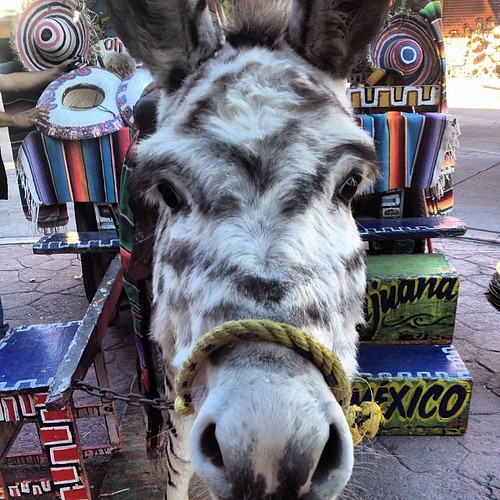 Zebra donkeys be like tijuana zebradonkey papparazzi d… Flickr