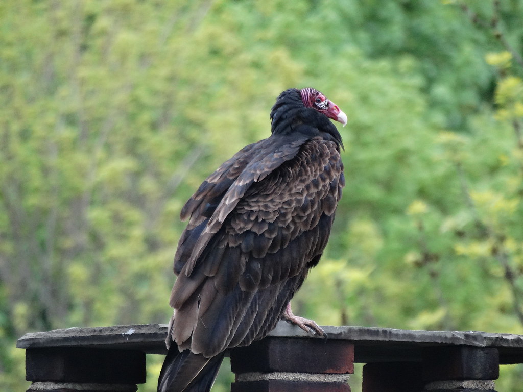 Turkey Vulture Turkey Vultures, Connecticut fuegosmom Flickr