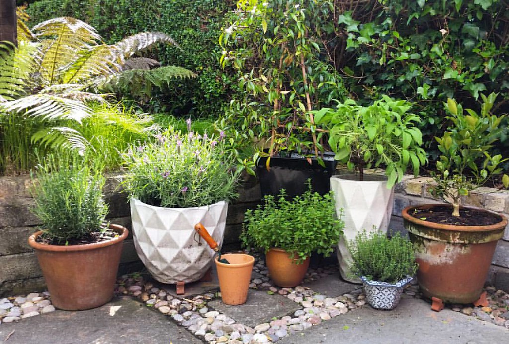 Love how my little herb corner has doubled in size in 4 we… Flickr