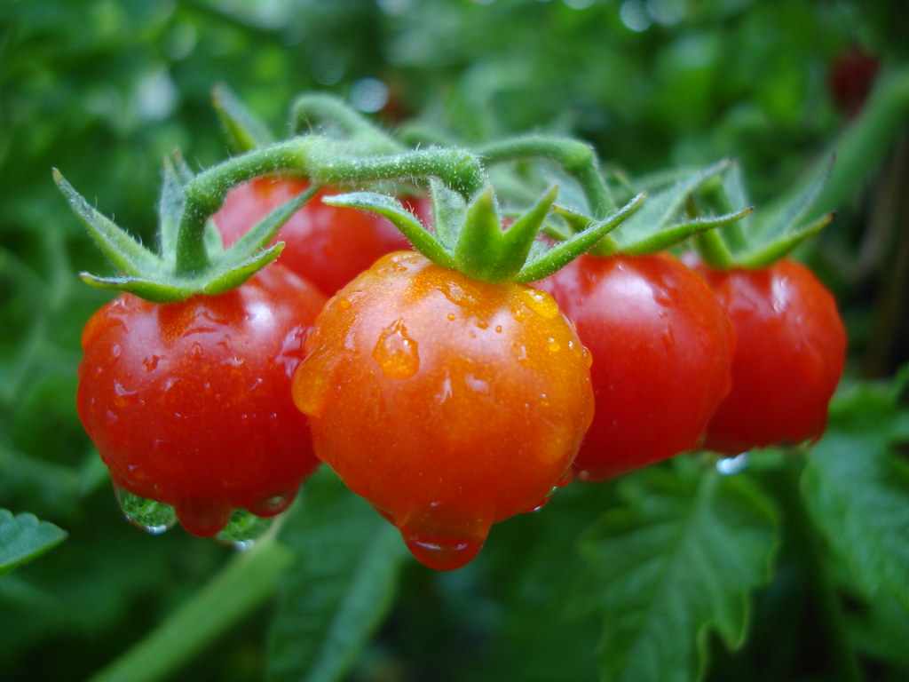 Cherry´s Mi Jardin pdtestori Flickr