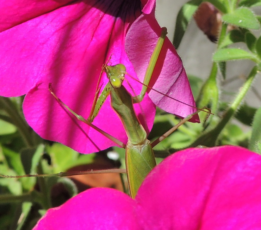 DSCN9630 Praying Mantis Easily blends in with leaves. Wi… Flickr