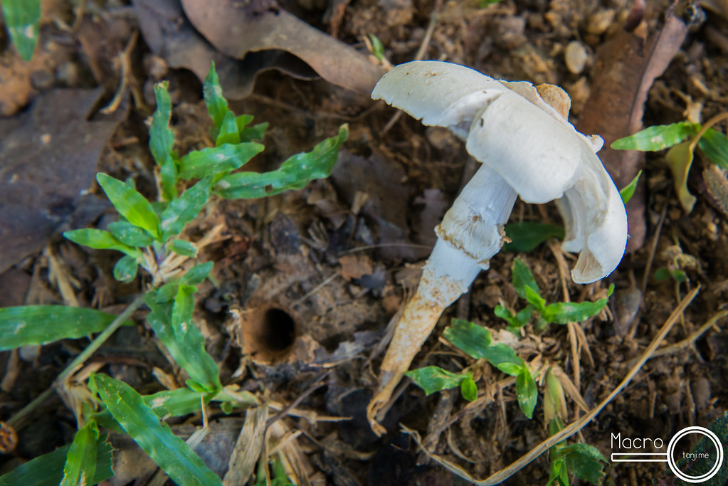 Termite mushrooms Termitomyces cf. clypeatus 2 So how do … Flickr