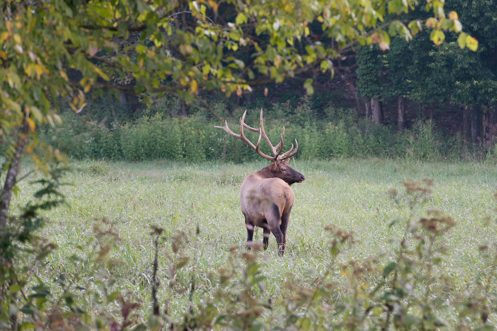 Boxley Valley Bull Elk A kingsize bull elk who holds cour… Flickr