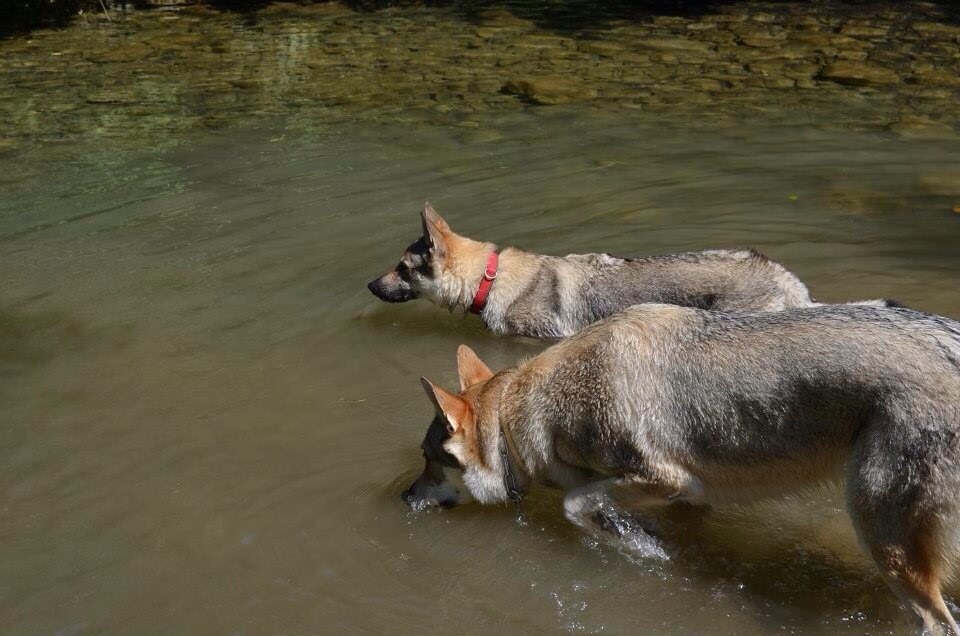 WOLFDOGS ARIN & YAKO-48 | Marketa Bartakova | Flickr