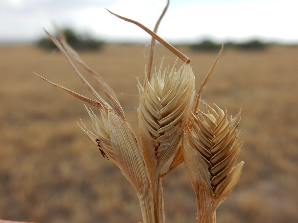 Eremopyrum triticeum This annual wheatgrass dominates the … Flickr
