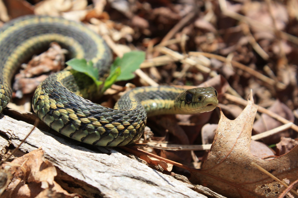 Garter snake Garter snake at Conscience Point National Wil… Flickr