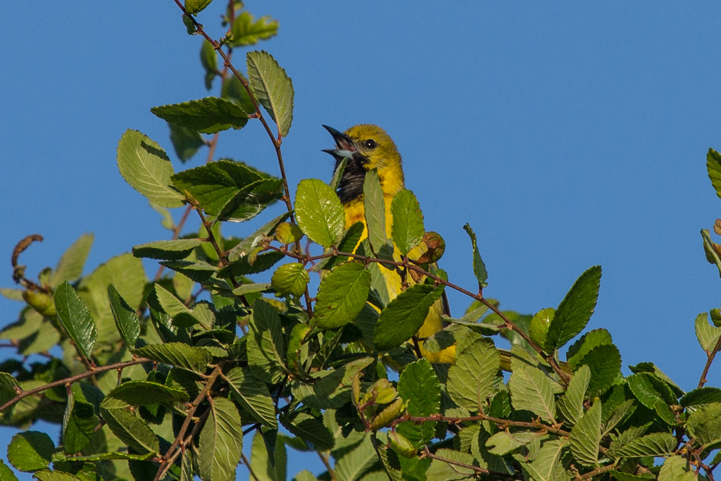 Orchard Oriole Red Slough Birding Convention, Idabel, Okla… Laura