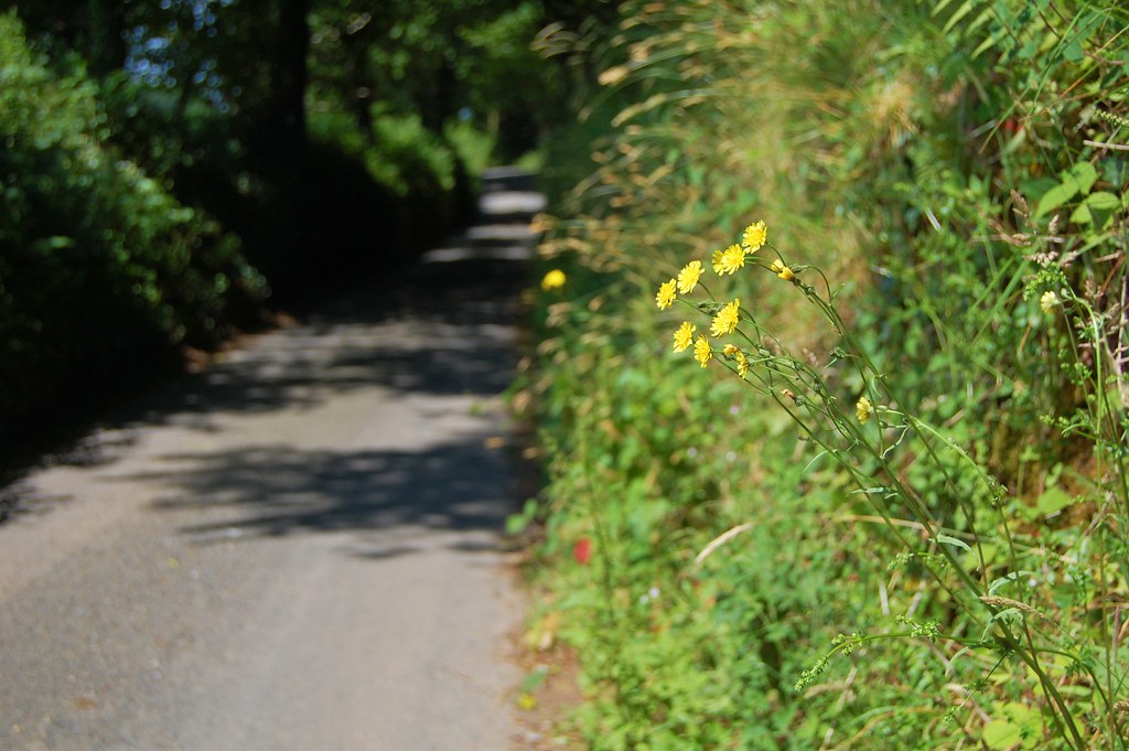 Dartmoor Lane Terry Flickr