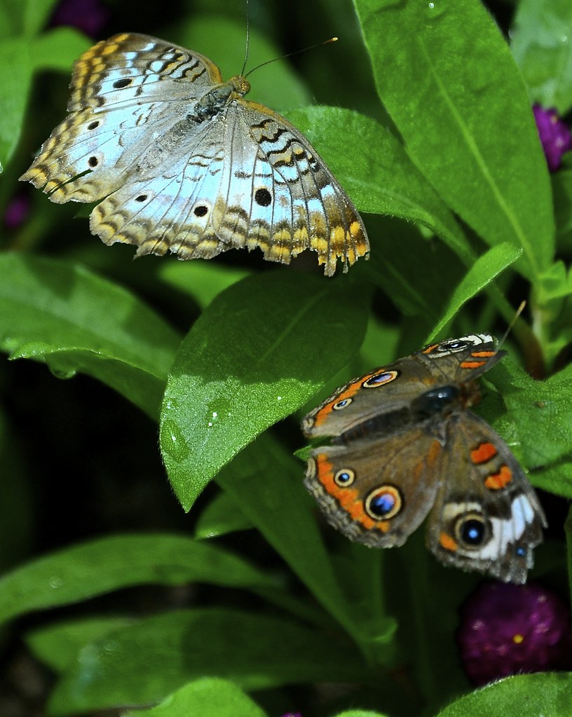 White Peacock and Buckeye Peck Farm Butterfly House Gene… Flickr