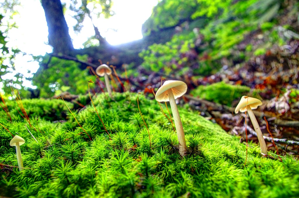 mushroom mountain adamwv Flickr