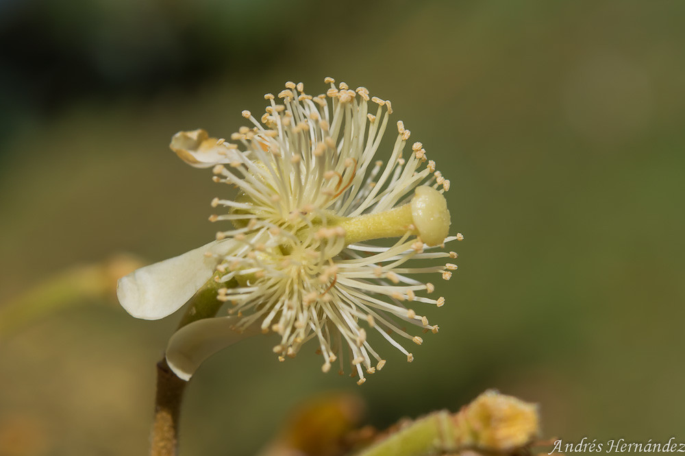 Luehea seemannii Flor del árbol de guácimo Colorado en la … Flickr