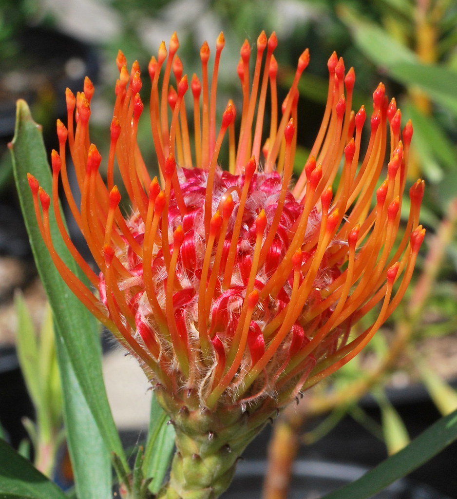 DSC_0648 Orange Pincushion Protea at Roger's Gardens. Tracie Hall