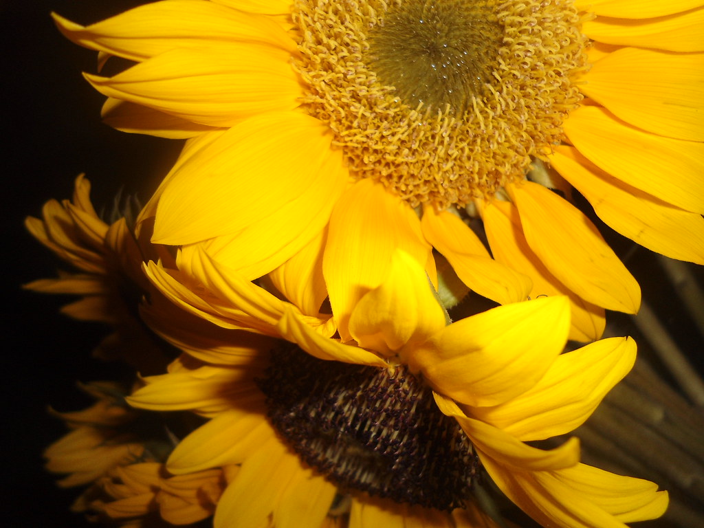 Sunflowers South Florida Food and Wine Flickr