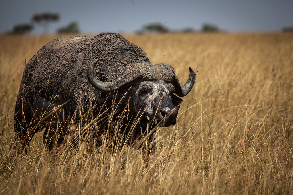 Water Buffalo Water buffalo shortly after a mud bath. Brad Knabel