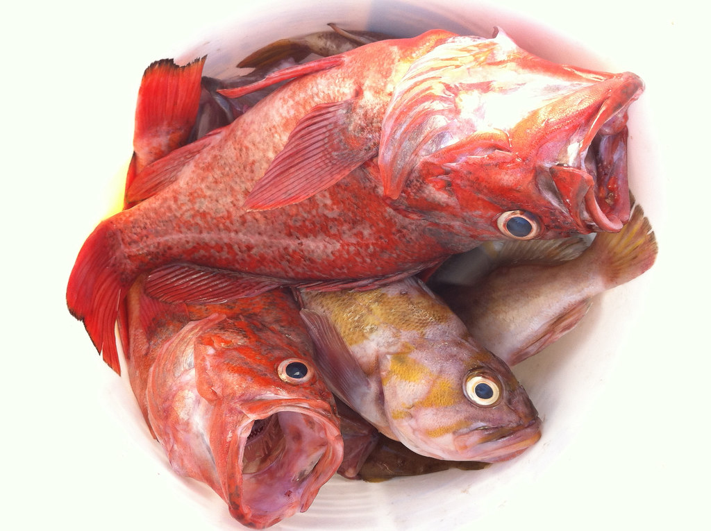 Bucket of Rockfish Capitola Fishing Sean Reynolds Flickr