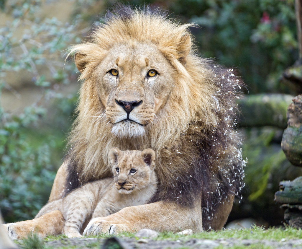 Father posing with his son The lion dad posing with one of… Flickr