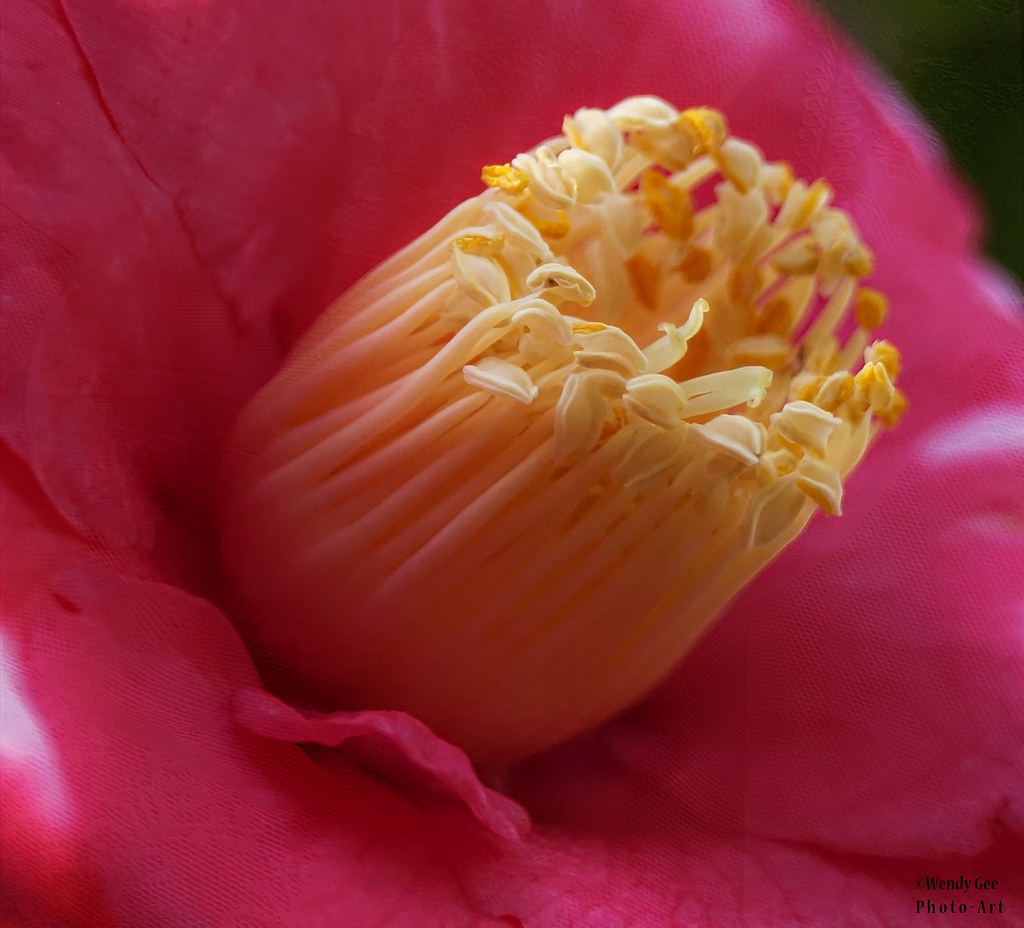 Tight Knit Family Love one another with brotherly affectio… Flickr