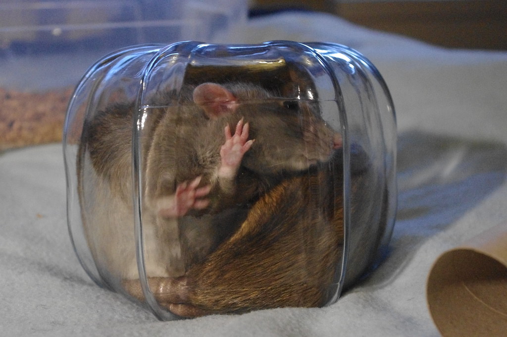 Rats in a jar How many rats can you fit into a jar? Staffan Vilcans