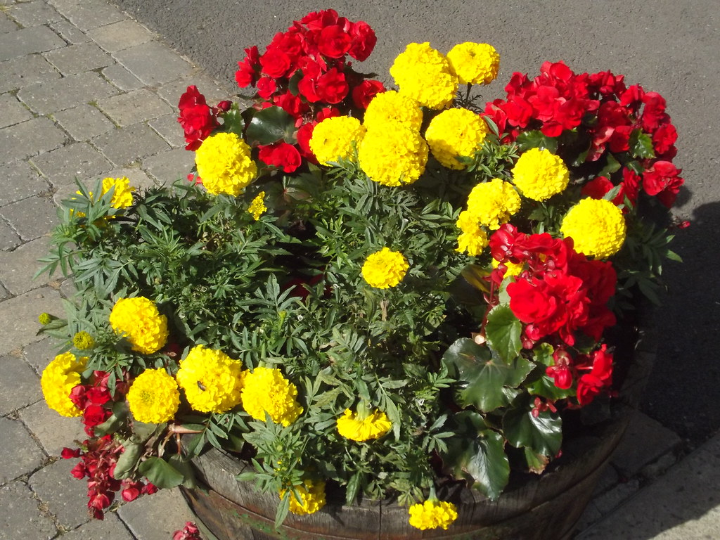 Trentham Shopping Village red and yellow flowers Flickr