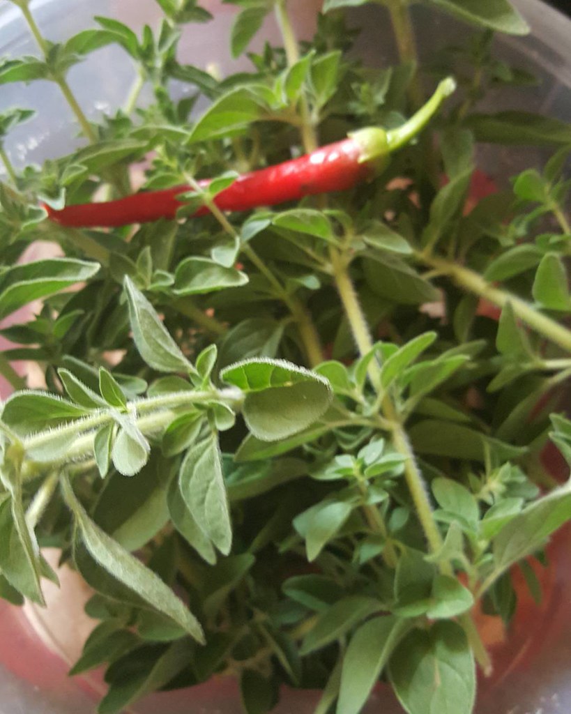 Oregano going in the dehydrator from the dirtgarden, and… Flickr