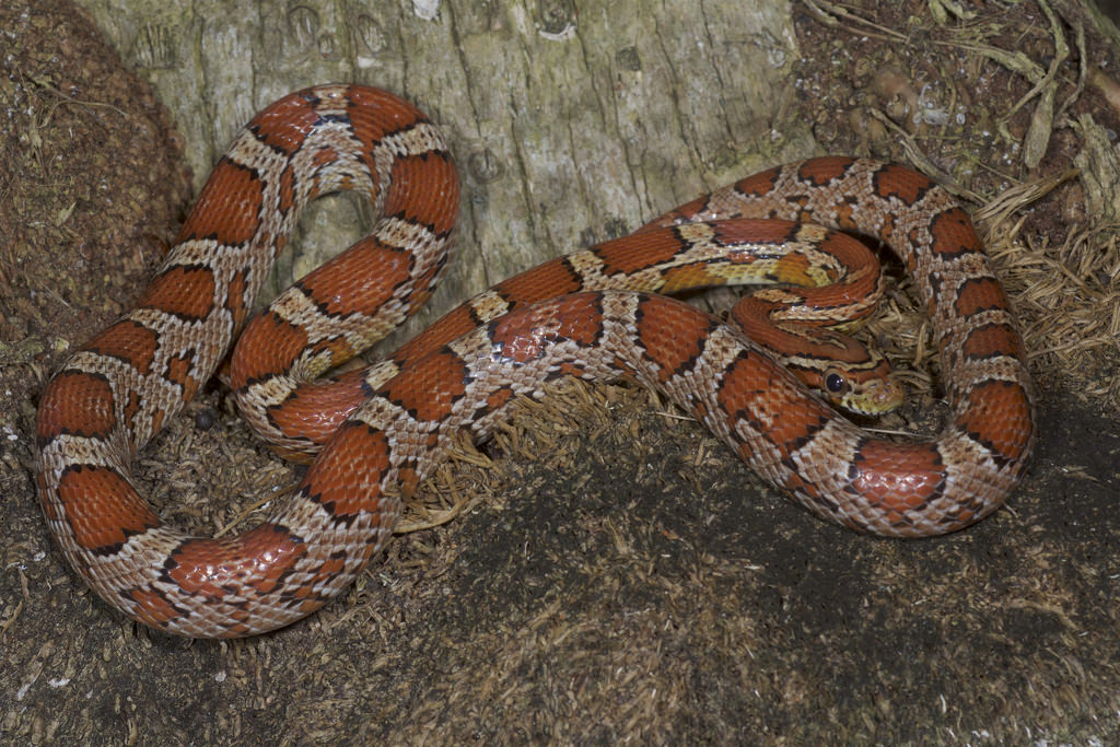 Red Rat Snake (Miami phase) Pantherophis guttatus a photo on Flickriver