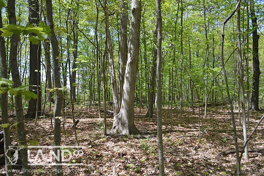 290 Acres for Sale in Marshall County, IL for Sale Flickr