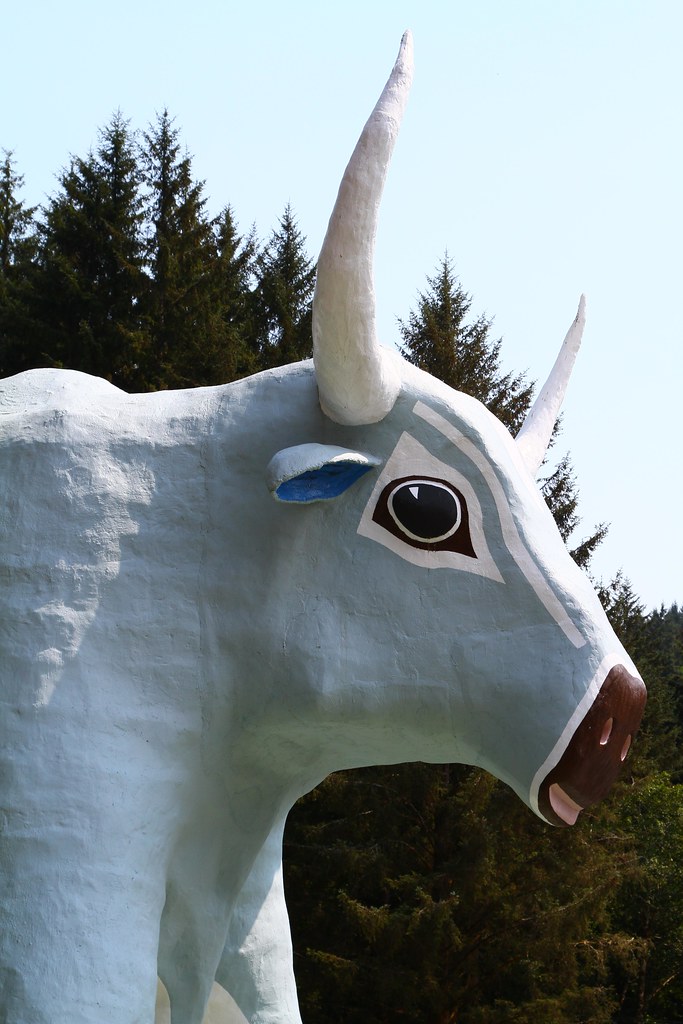 Blue the Ox Nicholas D. Flickr