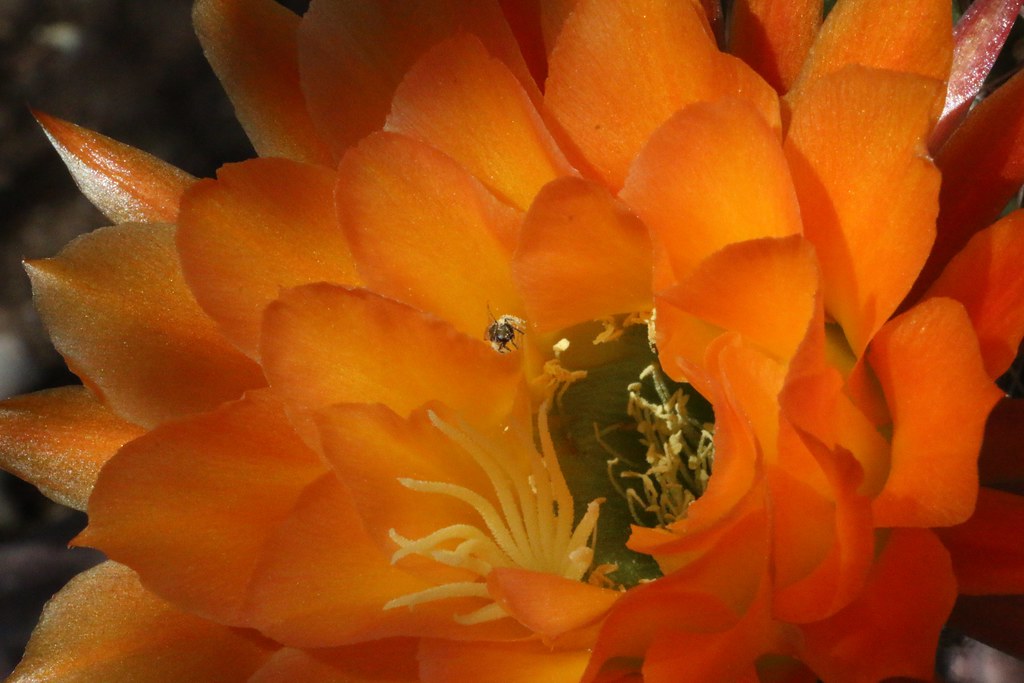Inset Coated With Cactus Flower's Pollen IMG_1427 Versio… Chic