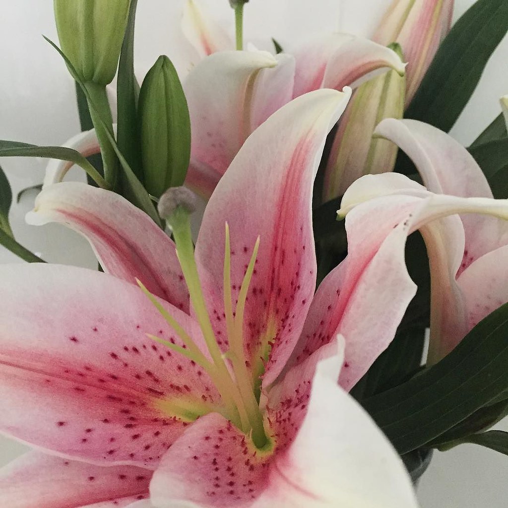  Supermarket flowers are my favourite kind. Two days late… Flickr