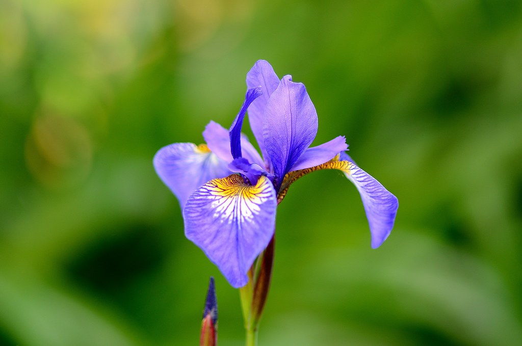 Zeiss Makro Planar T 100mm F 2 Zf A Simple Test Shot Of T Flickr