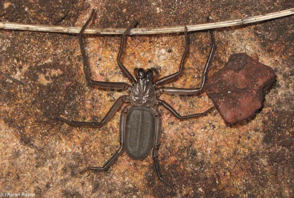 Flat Rock Spider (Hemicloea major) Flat Rock Spider (Hemic… Flickr