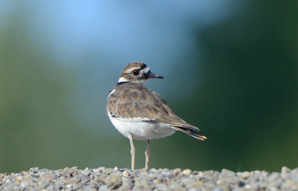 Killdeer Near Grove City, PA Dave Inman Flickr