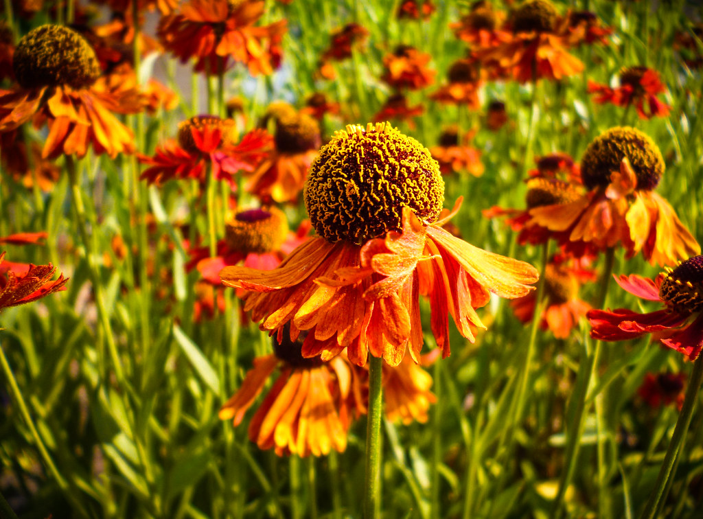 "Blowing in the Wind" Beautiful flowers seen at the botani… Flickr