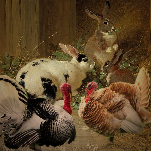Rabbits and turkeys. created for contest week 5… Flickr