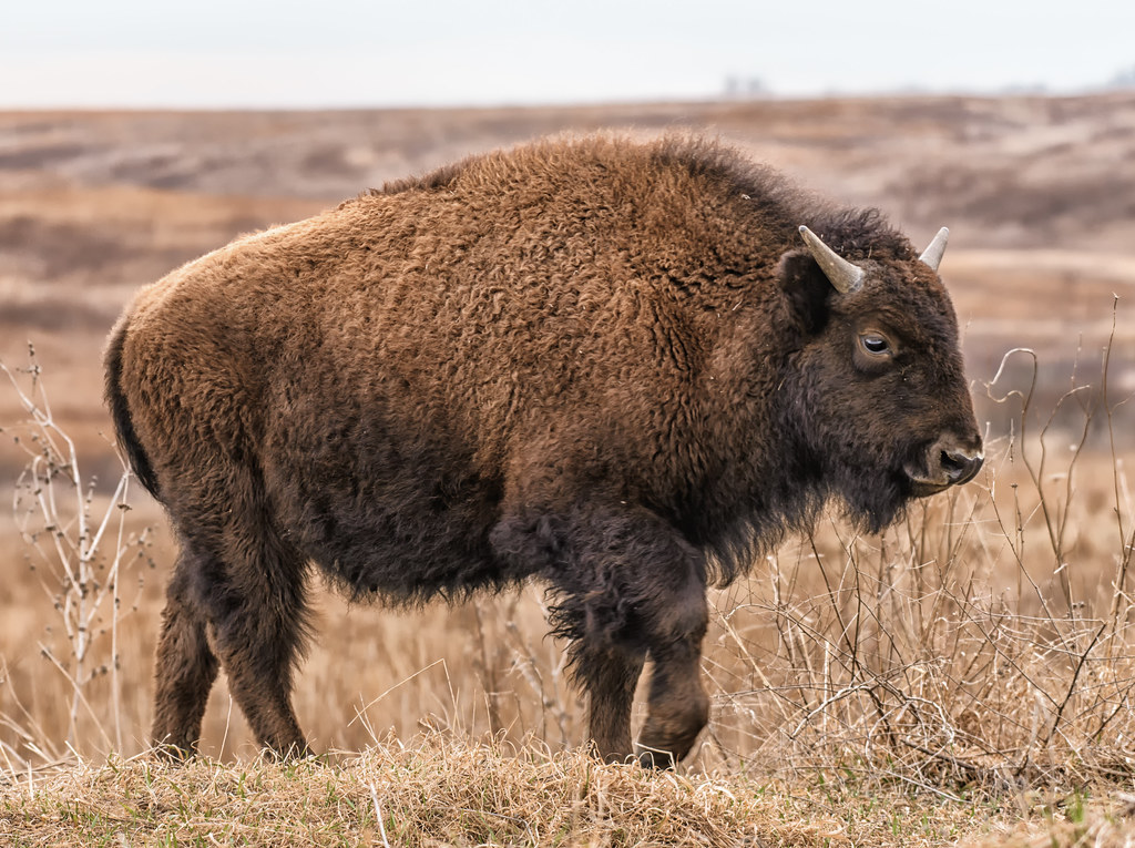 Bison Neal Smith National Wildlife Refuge Iowa February 27… Flickr